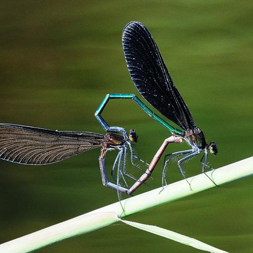 물잠자리의  사랑 그리고....