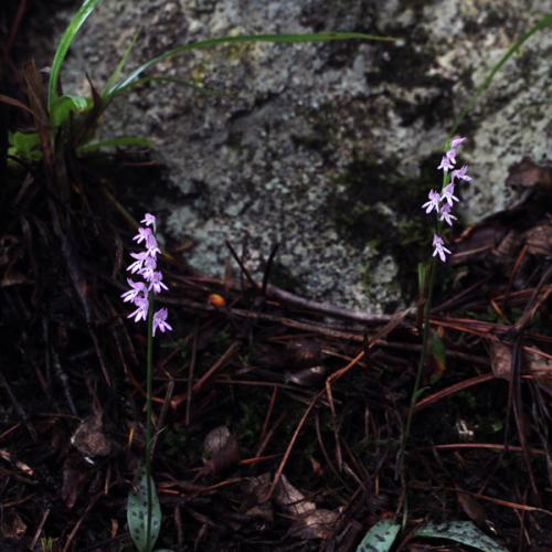 점박이구름병아리난초