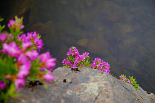나제통문 수달래