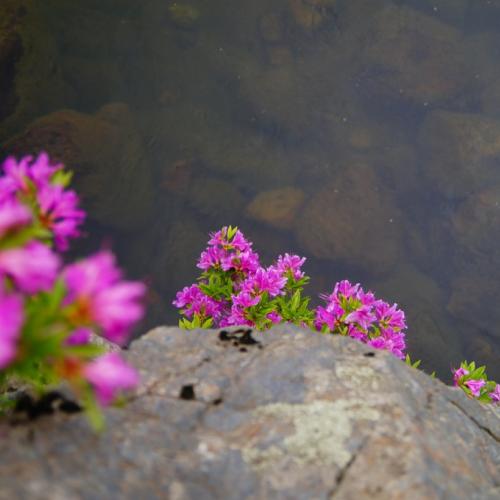 나제통문 수달래
