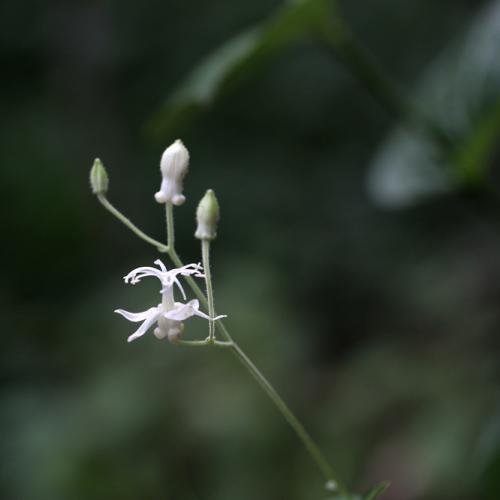 뻐꾹나리(흰색)