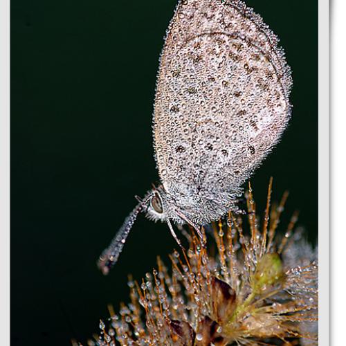 오늘 아침엔112탄(나비)