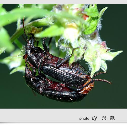 오늘 아침엔112-2탄(곤충)