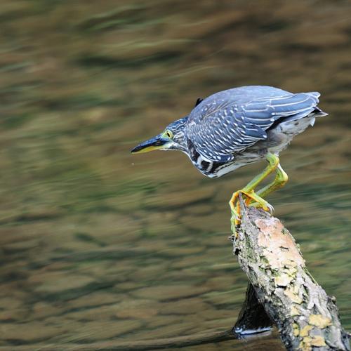 검은댕기해오라기...