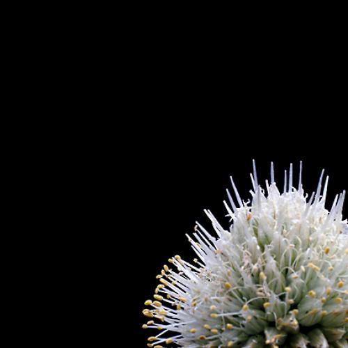 오늘 아침엔165-3탄(파)