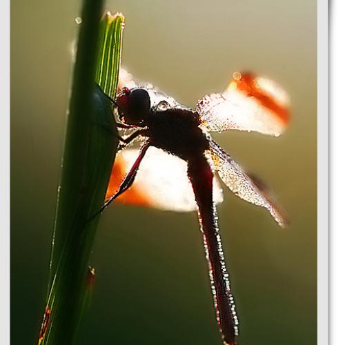 오늘 아침엔112-3탄(잠자리;역광으로)