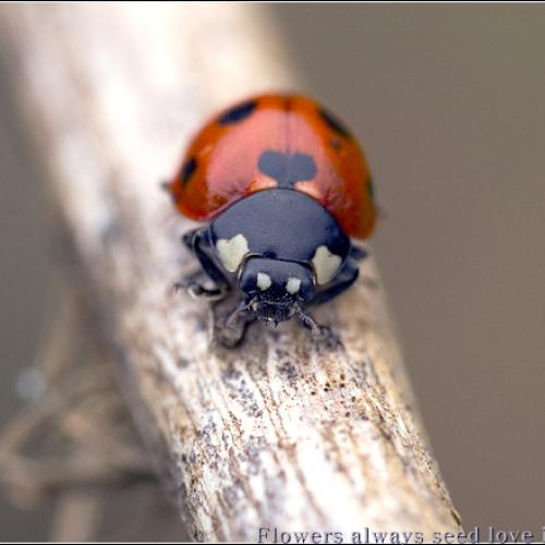 무당벌레이야기...[연작입니다]