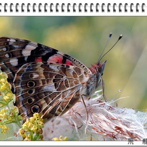 오늘 아침엔48탄(연작)