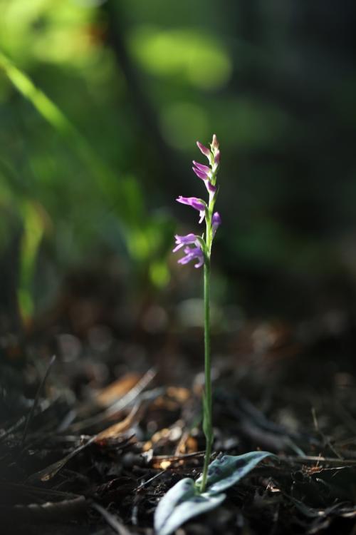점박이구름병아리난초