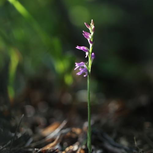 점박이구름병아리난초