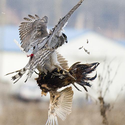 천년의 풍류, 매사냥
