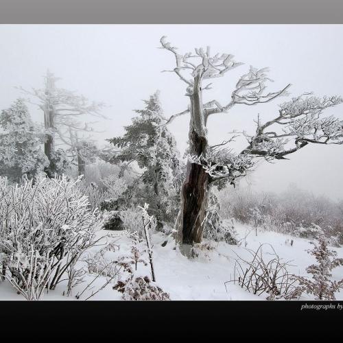 하얀꽃 만발한 태백산
