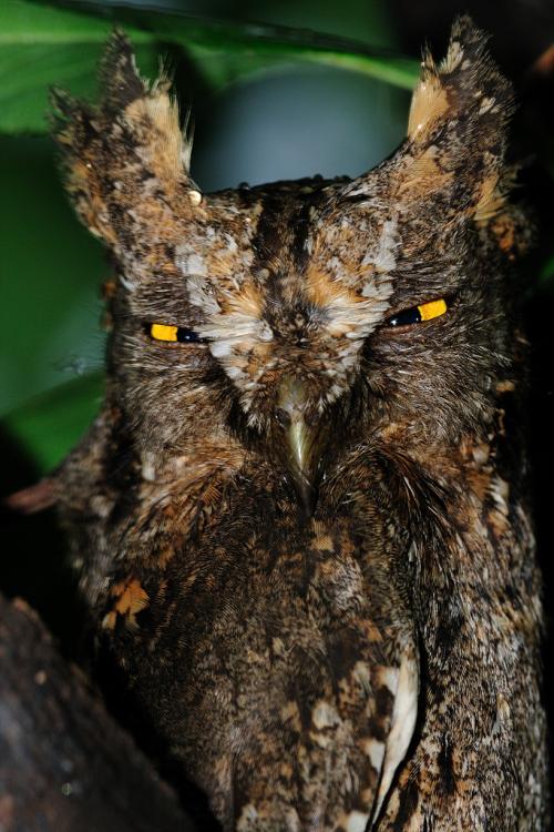 소쩍새 마지막입니다.