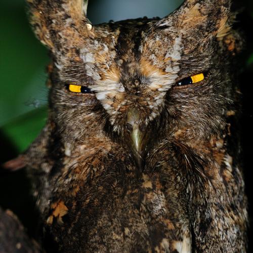 소쩍새 마지막입니다.