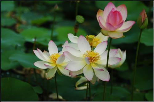 연꽃들