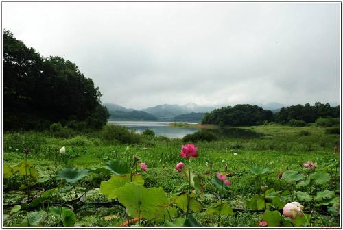 연이 있는 호수