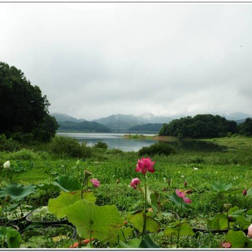 연이 있는 호수