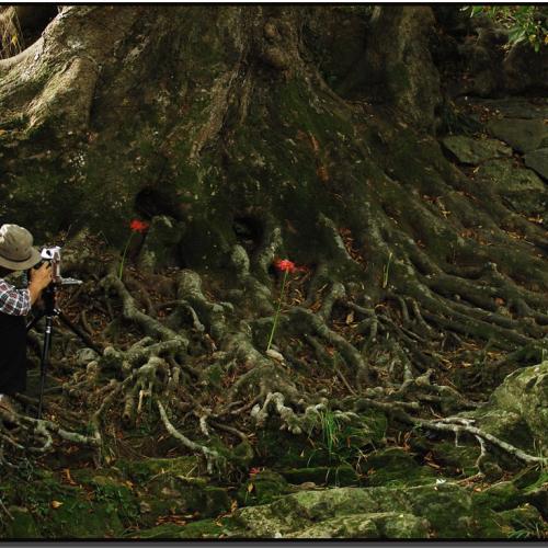 꽃을 담는 사람들...