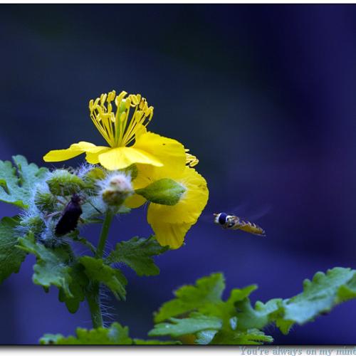 호리꽃등애와의 한판...