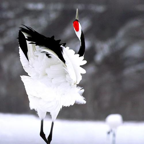 두루미의 멋진폼.