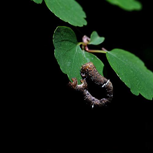 오늘 아침엔167-3탄(자벌레)