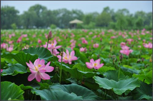 비오는 날의 궁남지