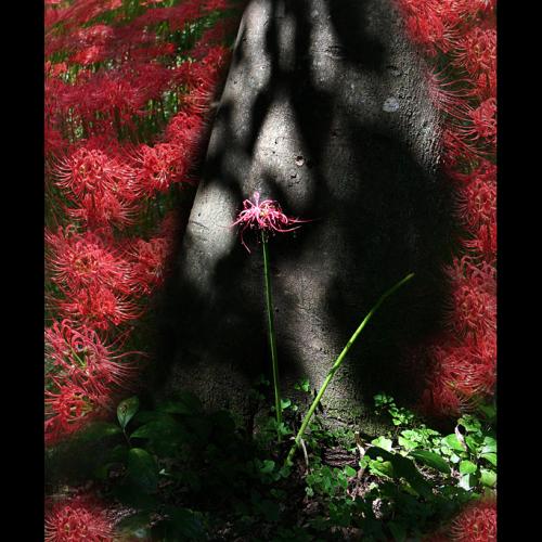 이렇게 될 줄을 알면서도..