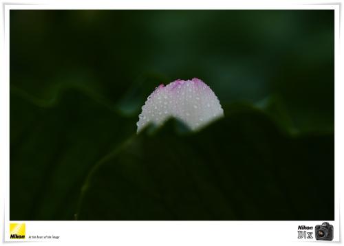 [D1X] 우중지연(雨中之蓮)