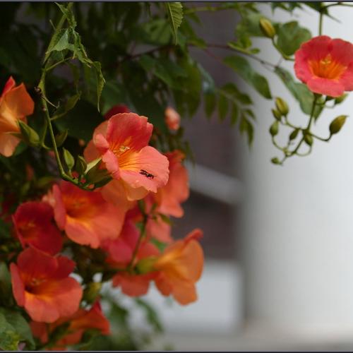 [D1X] 능소화의 계절