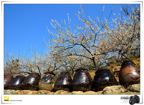 출장중에 들른 광양매화마을...