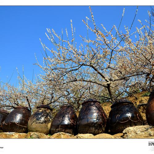 출장중에 들른 광양매화마을...