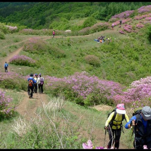 팔랑치 철쭉