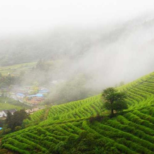 비내리는 녹차밭