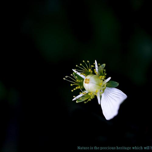 물매화  그리고 땅빈데...