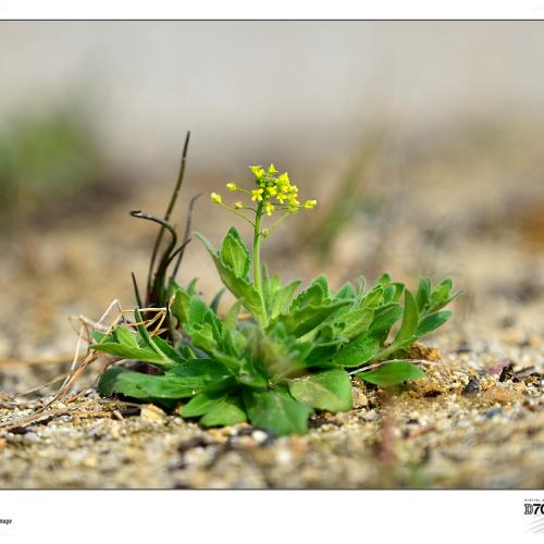 대전수묵원에 서식하는 야생화