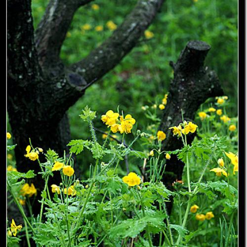 오늘 아침엔33탄(연작)