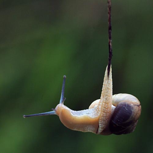 오늘 아침엔170탄(연작;달팽이의묘기)