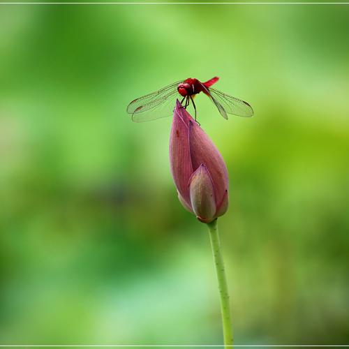 연꽃마을에서....#1