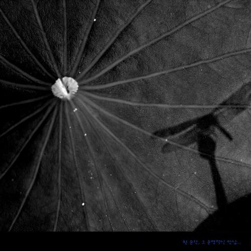 연꽃마을소경...