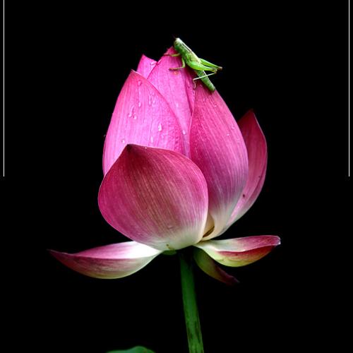 연꽃마을에서...#2