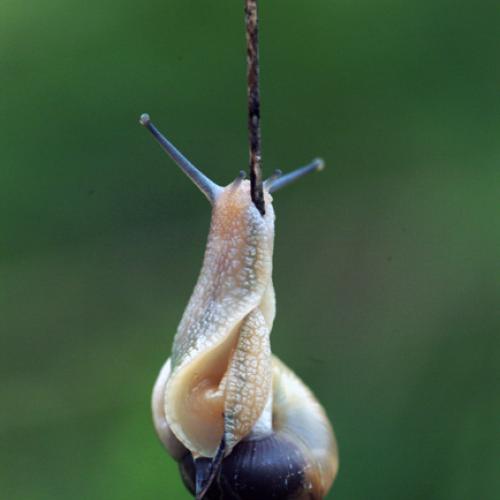 오늘 아침엔170-2탄(달팽이 그후)