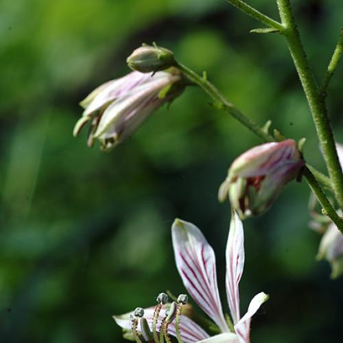 오늘 아침엔35탄(연 작)