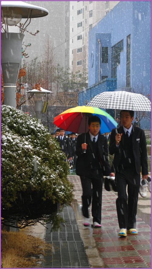 어제는 봄눈 내리고