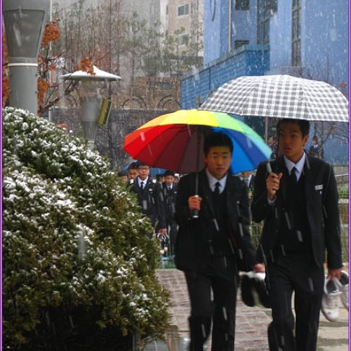 어제는 봄눈 내리고