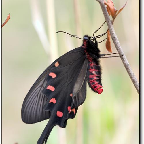 사향제비나비...푸른부전나비...