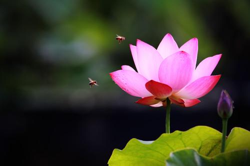 연꽃마을에서...