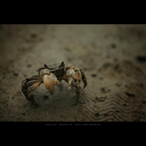 뻘에서 만난 게....