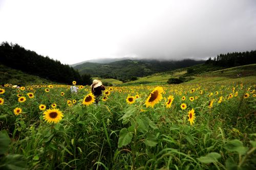 해바라기 밭..