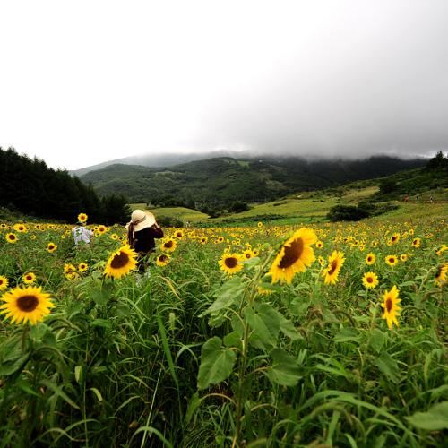 해바라기 밭..