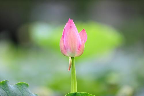 부여 궁남지에서